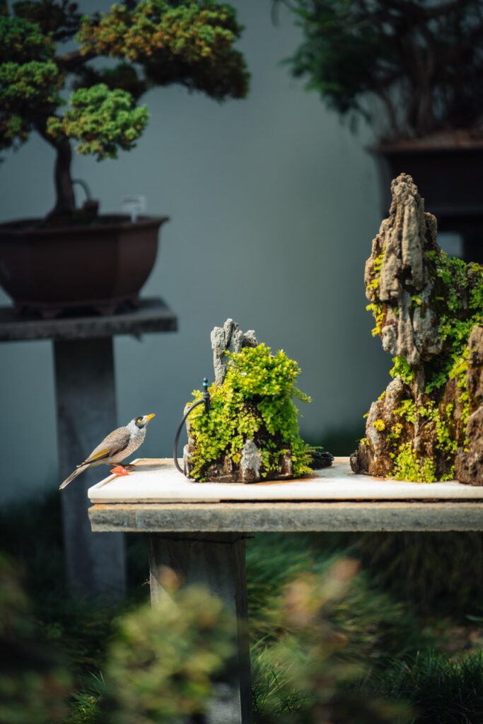 birds im Chinese Garden of Friendship in Sydney Australia Fotograf Stefan Sperl