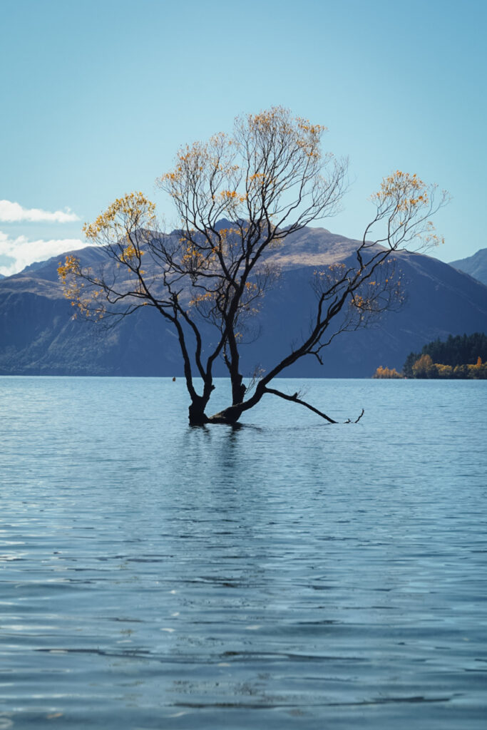 Wanaka Tree in Neuseeland _ Reisefotografie- von Stefan Sperl