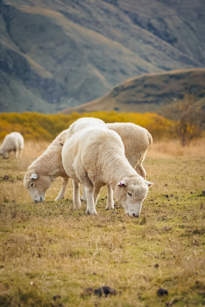 Schafe in Neuseeland auf der Weide fotografiert von Stefan Sperl