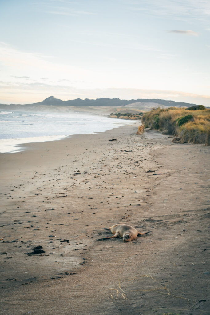 Robbe am Strand in der Nähe der Moeraki Boulder - Fotospopt in Neuseeland fotografiert von Stefan Sperl